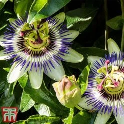 Passiflora Caerulea 9 Passiflora Caerulea -Perfect Greenery pass caer
