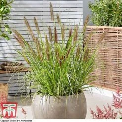 Architectural Grasses Collection -Perfect Greenery penn black1
