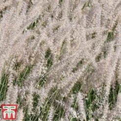 Pennisetum Orientale 'Dance With Me' -Perfect Greenery penn dance5