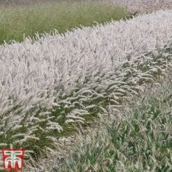 Pennisetum Orientale 'Dance With Me' -Perfect Greenery penn dance7