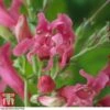 Penstemon Barbatus Var. Praecox -Perfect Greenery pens1