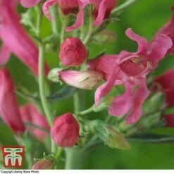 Penstemon Barbatus Var. Praecox -Perfect Greenery pens2