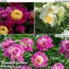 Peony Collection -Perfect Greenery peony trio1