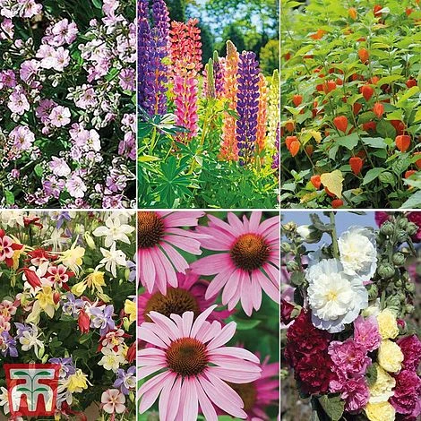 Bare Root Perennial Collection 3 Bare Root Perennial Collection