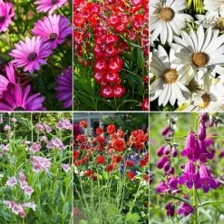 Perennial Cottage Garden Saver Pack -Perfect Greenery perennial NOW2