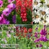 Perennial Cottage Garden Saver Pack -Perfect Greenery perennial4