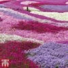 Nurserymans Choice Alpine Phlox 2 Nurserymans Choice Alpine Phlox -Perfect Greenery phlox c