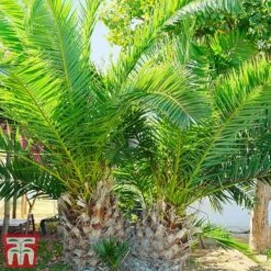 Phoenix Palm -Perfect Greenery phoe can3