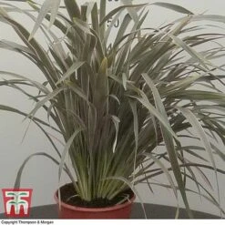 Phormium 'Pink Stripe' 5 Phormium 'Pink Stripe' -Perfect Greenery phor pink