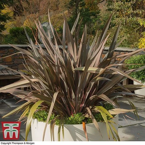 Phormium 'Pink Stripe' 3 Phormium 'Pink Stripe'