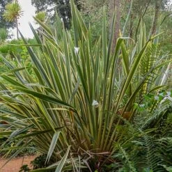 Phormium Tenax 'Variegatum' 6 Phormium Tenax 'Variegatum' -Perfect Greenery phor vari NOW1