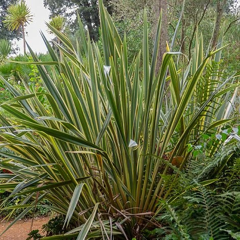 Phormium Tenax 'Variegatum' 4 Phormium Tenax 'Variegatum' - Image 2