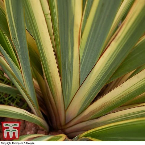 Phormium Tenax 'Variegatum' 5 Phormium Tenax 'Variegatum' - Image 3