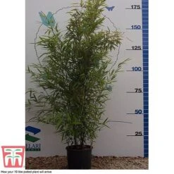 Black Bamboo -Perfect Greenery phyl nigra10