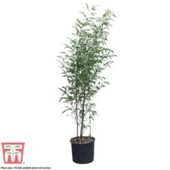 Black Bamboo -Perfect Greenery phyl nigra10b