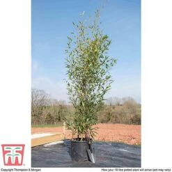 Black Bamboo -Perfect Greenery phyl nigra10c