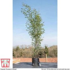 Black Bamboo -Perfect Greenery phyl nigra18c