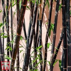 Black Bamboo -Perfect Greenery phyl nigra2