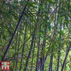 Black Bamboo -Perfect Greenery phyl nigra3