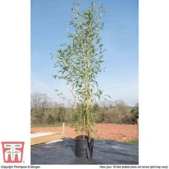 Golden Bamboo -Perfect Greenery phyl viva10a