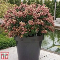 Pieris Japonica 'Passion' 15 Pieris Japonica 'Passion' -Perfect Greenery piers2