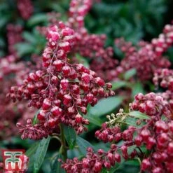 Pieris Japonica 'Passion' 17 Pieris Japonica 'Passion' -Perfect Greenery piers3