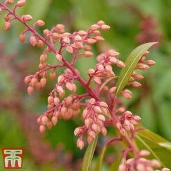 Pieris Japonica 'Passion' 13 Pieris Japonica 'Passion' -Perfect Greenery piers4