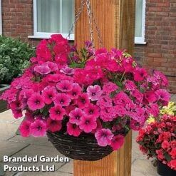 Pink Shockwave Preplanted Hanging Basket -Perfect Greenery pink shock