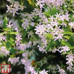Trachelospermum 'Pink Shower' 7 Trachelospermum 'Pink Shower' -Perfect Greenery pinkstar1