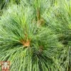 Pinus Strobus 'Blue Shag' -Perfect Greenery pinu blue