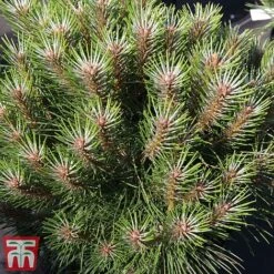 Pinus Nigra 'Marie Bregéon' (Standard)