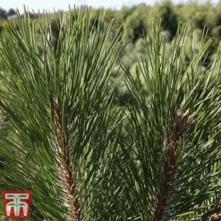 Pinus Nigra 7 Pinus Nigra -Perfect Greenery pinu nigra