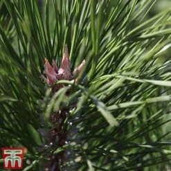 Pinus Nigra 6 Pinus Nigra -Perfect Greenery pinu nigra2