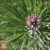 Pinus Nigra 2 Pinus Nigra -Perfect Greenery pinu nigra3