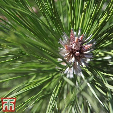Pinus Nigra 3 Pinus Nigra