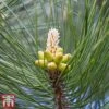 Pinus Mugo 'Varella' -Perfect Greenery pinu varel