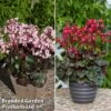 Saxifraga Dancing Pixies Duo -Perfect Greenery pixie2