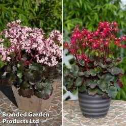 Saxifraga Dancing Pixies Duo