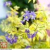 Polemonium 'Golden Feathers' -Perfect Greenery pole gold
