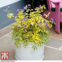 Polemonium 'Golden Feathers' -Perfect Greenery pole gold4