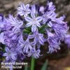 Agapanthus 'Poppin' Star' -Perfect Greenery popin s
