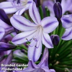 Agapanthus 'Poppin' Star' -Perfect Greenery poppin