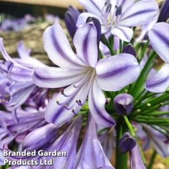 Agapanthus 'Poppin' Star' -Perfect Greenery poppin st