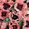 Poppy 'Coral Reef' -Perfect Greenery poppy
