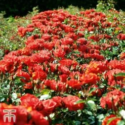 Rose 'Precious Love' (Floribunda Rose) -Perfect Greenery prec2