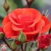 Rose 'Precious Love' (Floribunda Rose) -Perfect Greenery prec3