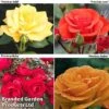 Rose (Bush) Precious Collection -Perfect Greenery precious coll