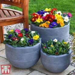 Primrose '100 Days Of Flower' -Perfect Greenery prim 100