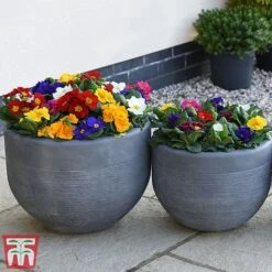 Primrose '100 Days Of Flower' -Perfect Greenery prim 1001