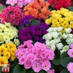 Primrose 'Primlet Tropical Mix' -Perfect Greenery prim trop